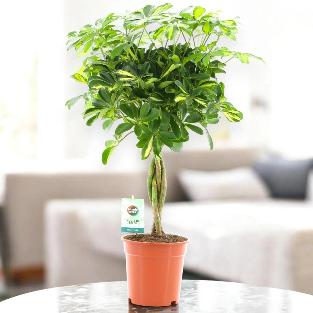 Gardenaria Schefflera arboricola 'Gold capella' alberello - Pianta da interno ornamentale Altezza: 75 cm (vaso 19)