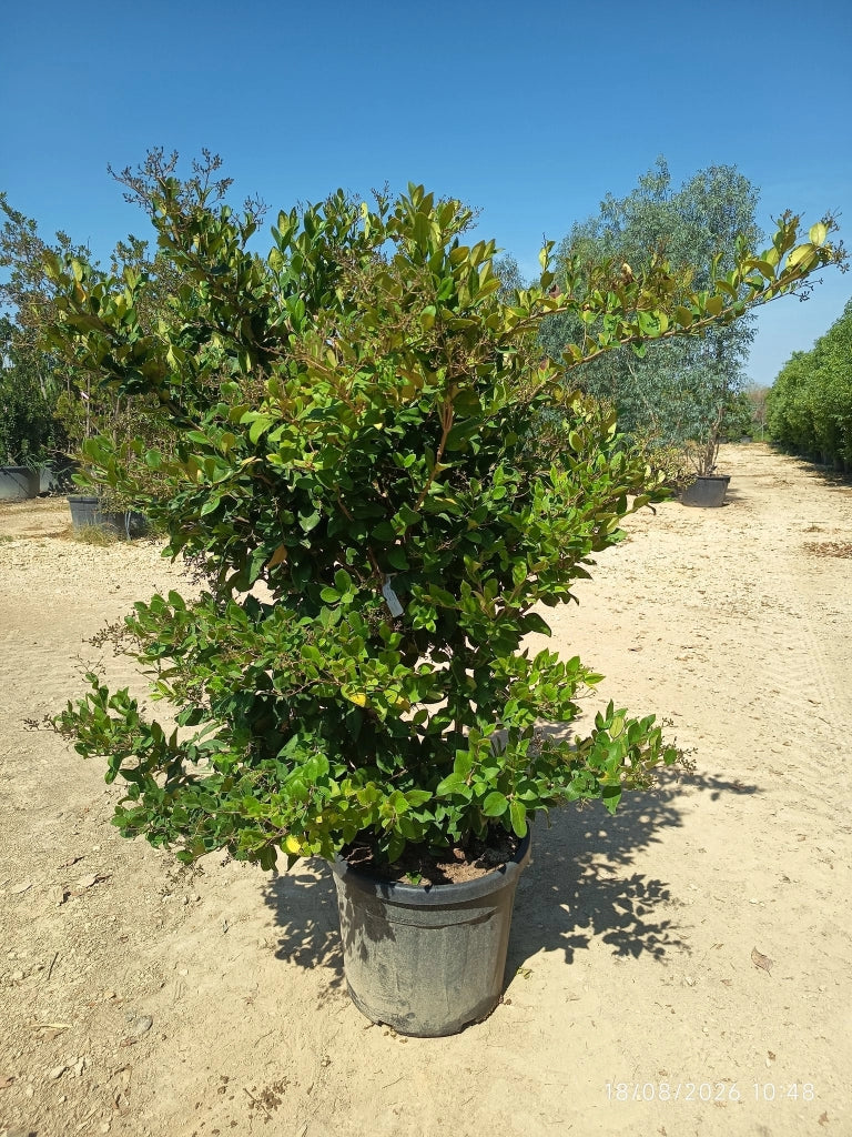 LIGUSTRUM TEXANUM CESP.55