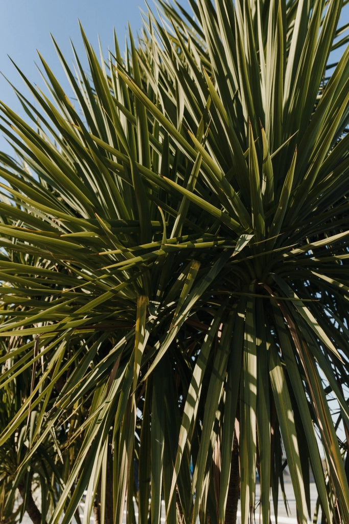 YUCCA ELEPHANTIPES MULTITRONCO 40
