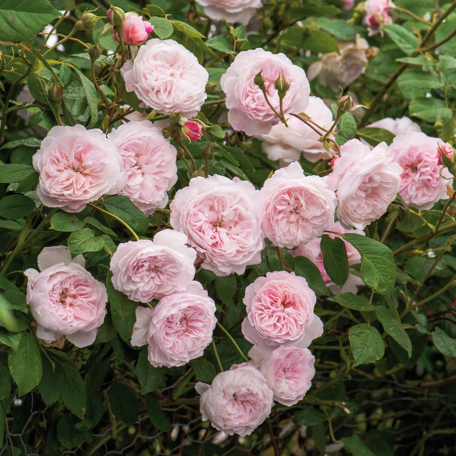 Gardenaria Rosa 'The Albrigton Rambler' - Rosa da giardino Altezza: 40/50 cm (vaso20)