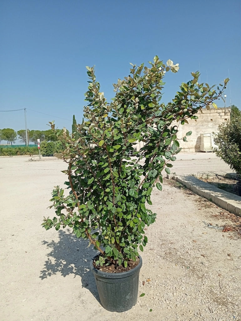 ELEAGNUS EBBINGEI COMPACTA CESP.45