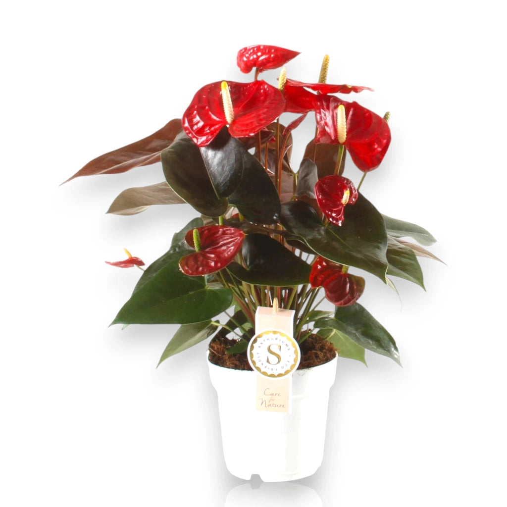 Gardenaria Anthurium andreanum 'Coral Champion' - Pianta da interno ornamentale Altezza: 50 cm (vaso 14)