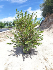 MYRTUS COMMUNIS CESP.30