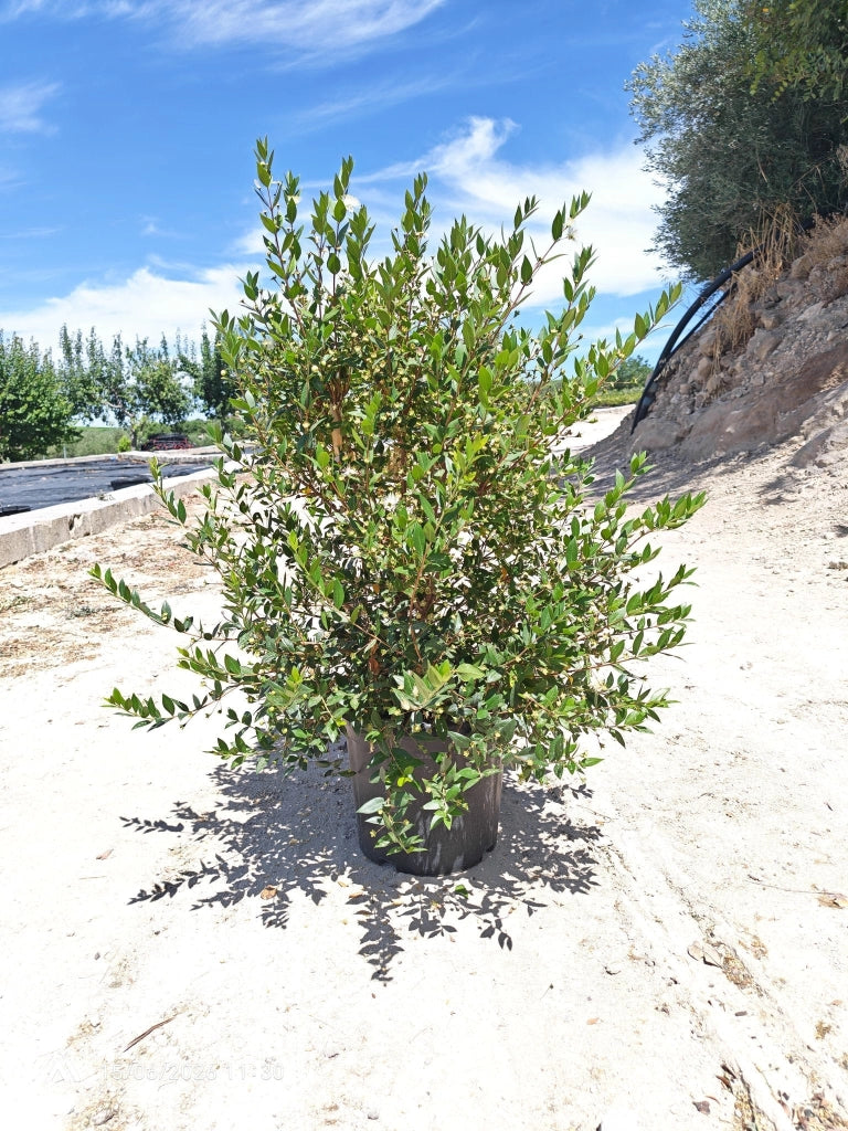 MYRTUS COMMUNIS CESP.30