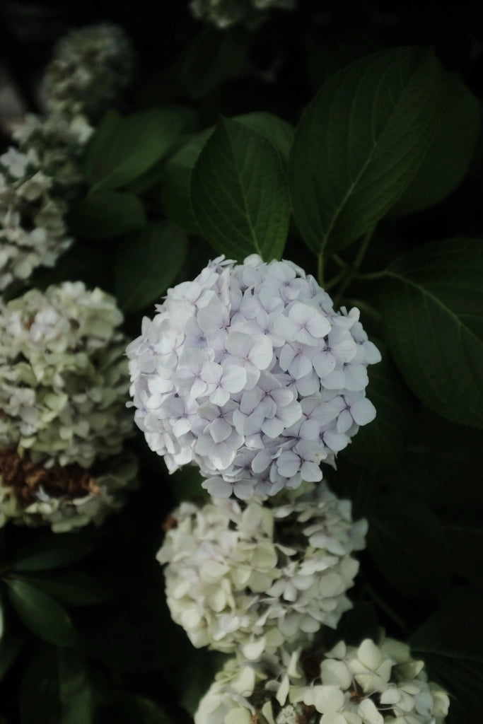 HYDRANGEA PANICULATA (Ortensia) VANILLA FRAISE CESP.40