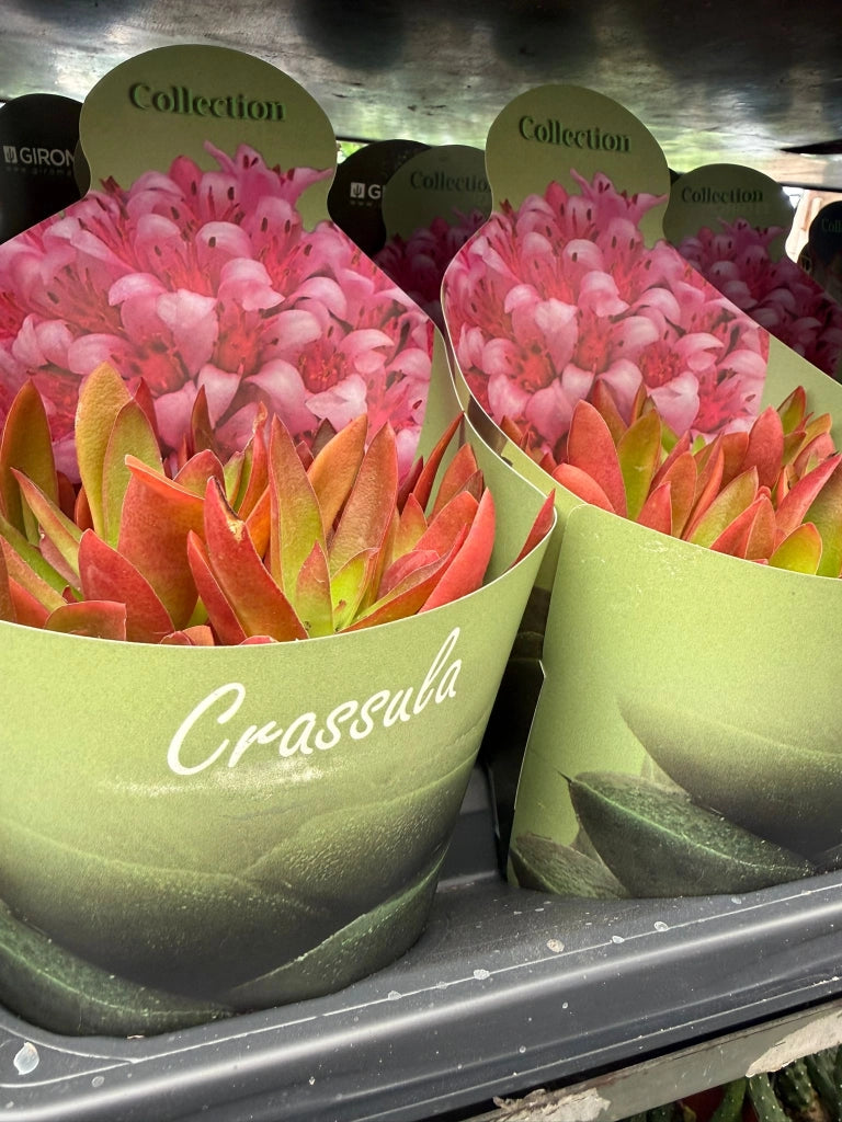 Crassula capitella ‘Campfire’ vaso 14 cm – Succulenta