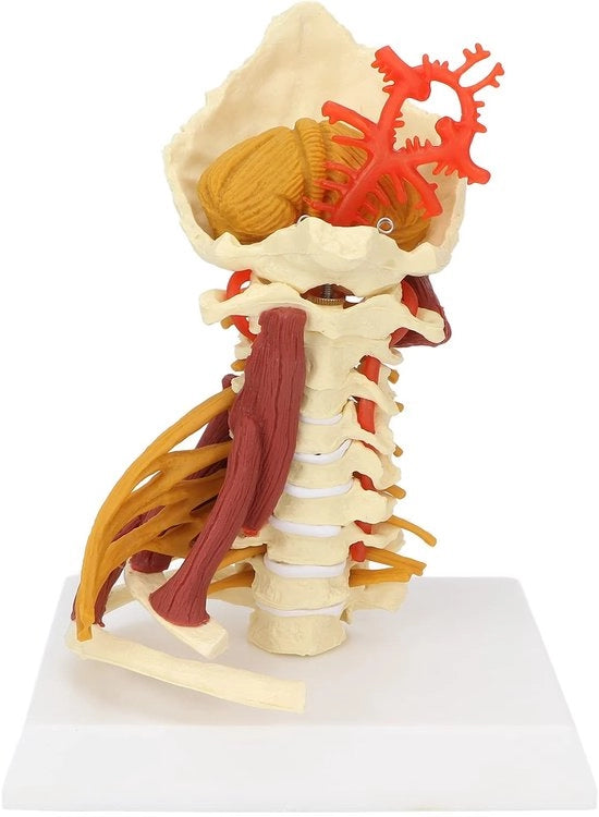 1 - Modello anatomico - PVC - Educativo - Dimostrativo - Comunicazione Arte-Paziente