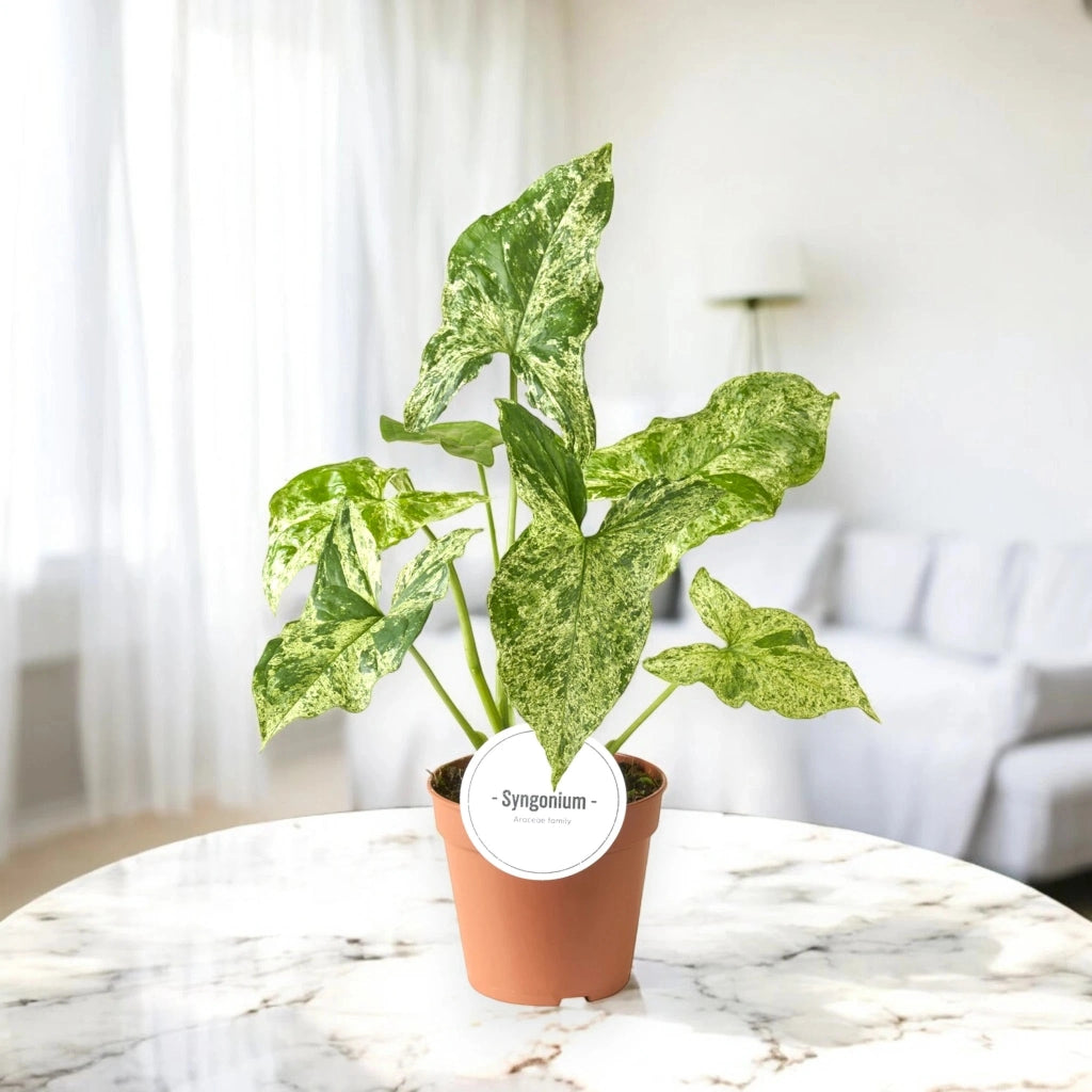 Gardenaria Syngonium 'Mottled' - Pianta da interno ornamentale Altezza: 35 cm (vaso 12)