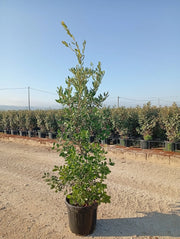 QUERCUS ILEX CESP.40 Lt.25