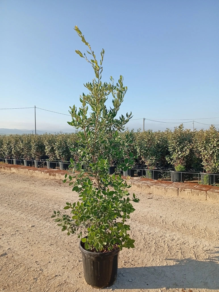 QUERCUS ILEX CESP.40 Lt.25