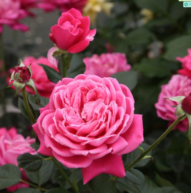 Rosa a cespuglio ALEXANDRE ASTIER ®